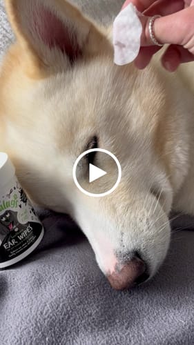 Customer video review of Soothing Ear Wipes for Dogs 100 Pre-soaked & Biodegradable Wipes