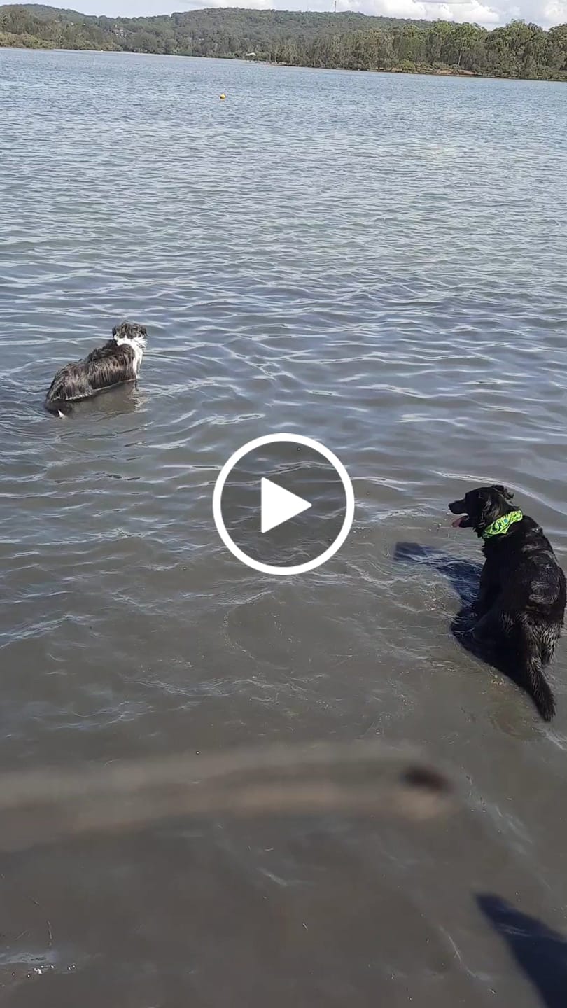 Customer video review of Green Lipped Mussel capsules for Dogs - Hip & Joint Health