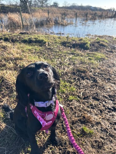 Customer photo review of Tough Trails™ Harness - Walkies Ready® Raspberry Pink