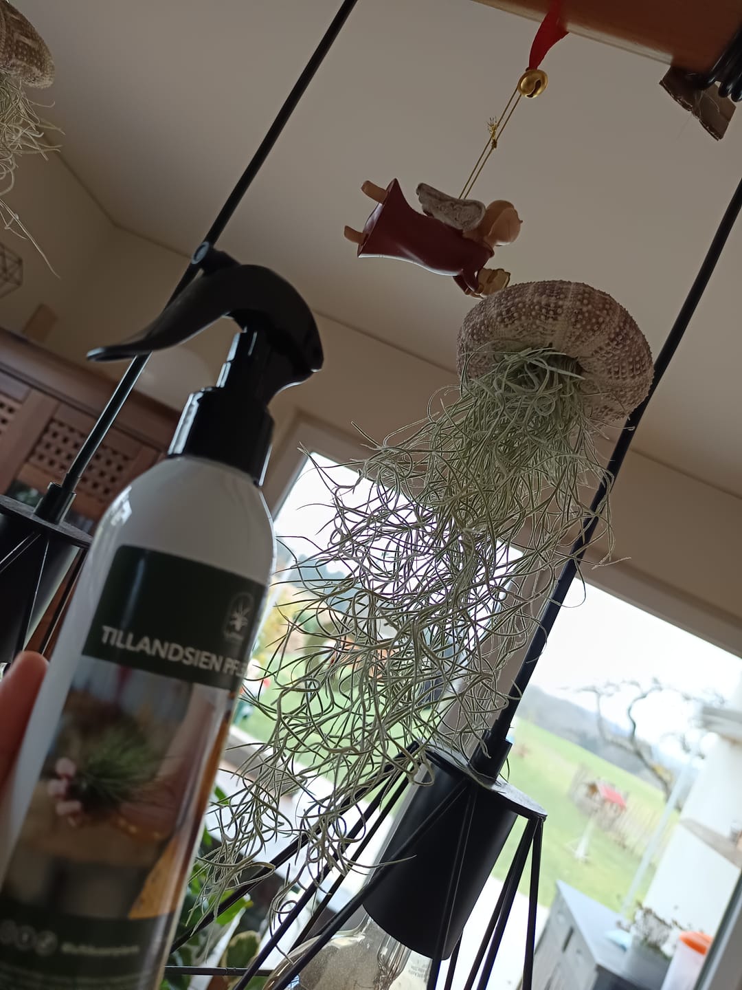 Customer photo review of Tillandsien Pflegespray