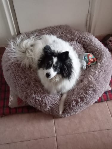 Customer photo review of Cuccia Sfoderabile Antistress