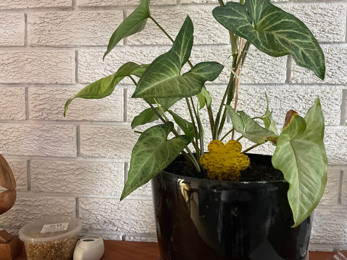 Customer photo review of Plant Fly Ninja (fungus gnats and more)  - incl 10 x Sticky Traps