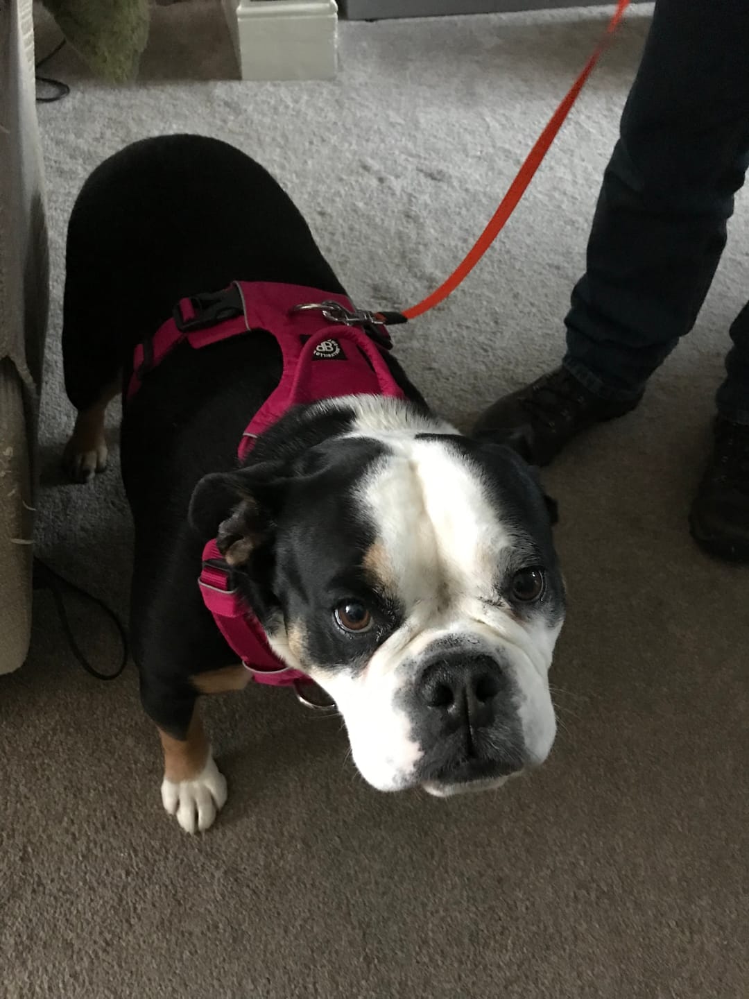 Customer photo review of Air Harness | Anti-Pull & With Handle - Carminerose