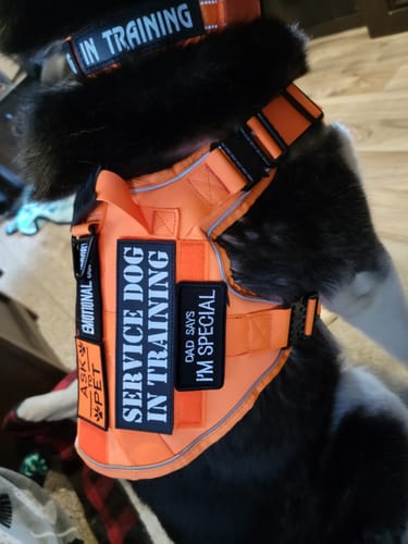 Customer photo review of NEW Upgraded Tactical No-Pull Team K9™ Dog Harness with 4 Quick-Release Metal Buckles, Reinforced Front & Back D-Rings, Hook & Loop Panels, Adjustable Straps, Reflective Strips, & Top Handle