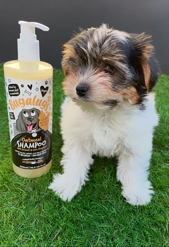 Customer photo review of Oatmeal Dog Shampoo with Coconut & Lime Fragrance