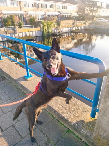 Customer photo review of Training Anti Pull TRI-Harness® | M-XL Breeds - Blue