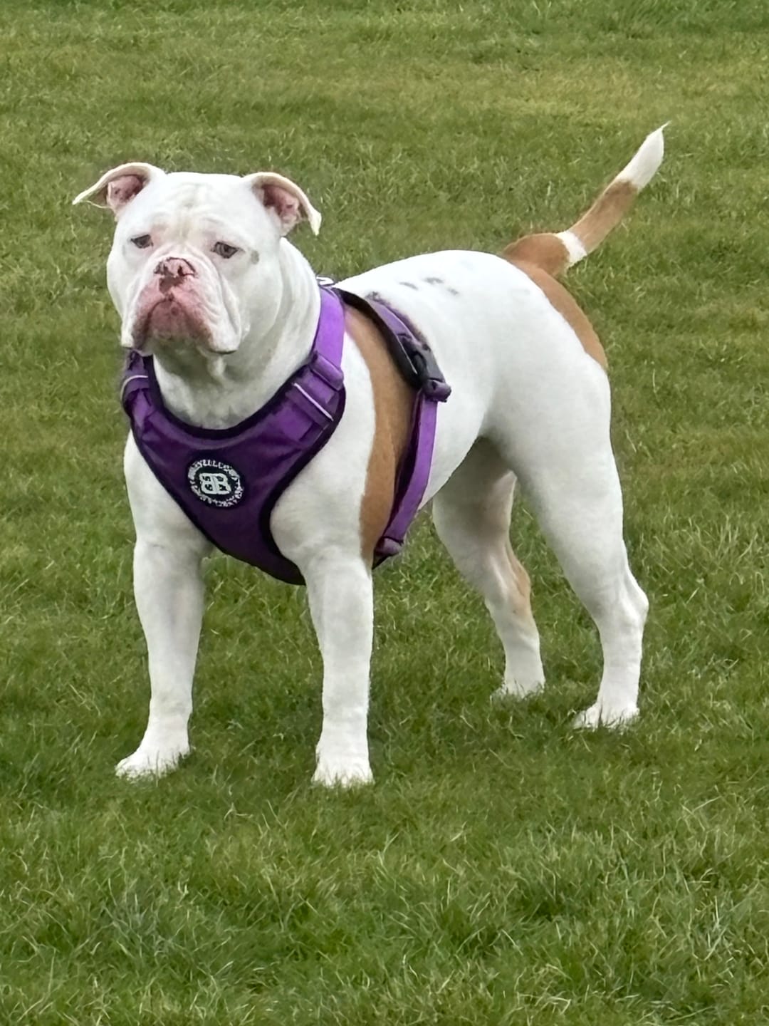 Customer photo review of Ladder Combat® Multiple Handles Lead - Purple