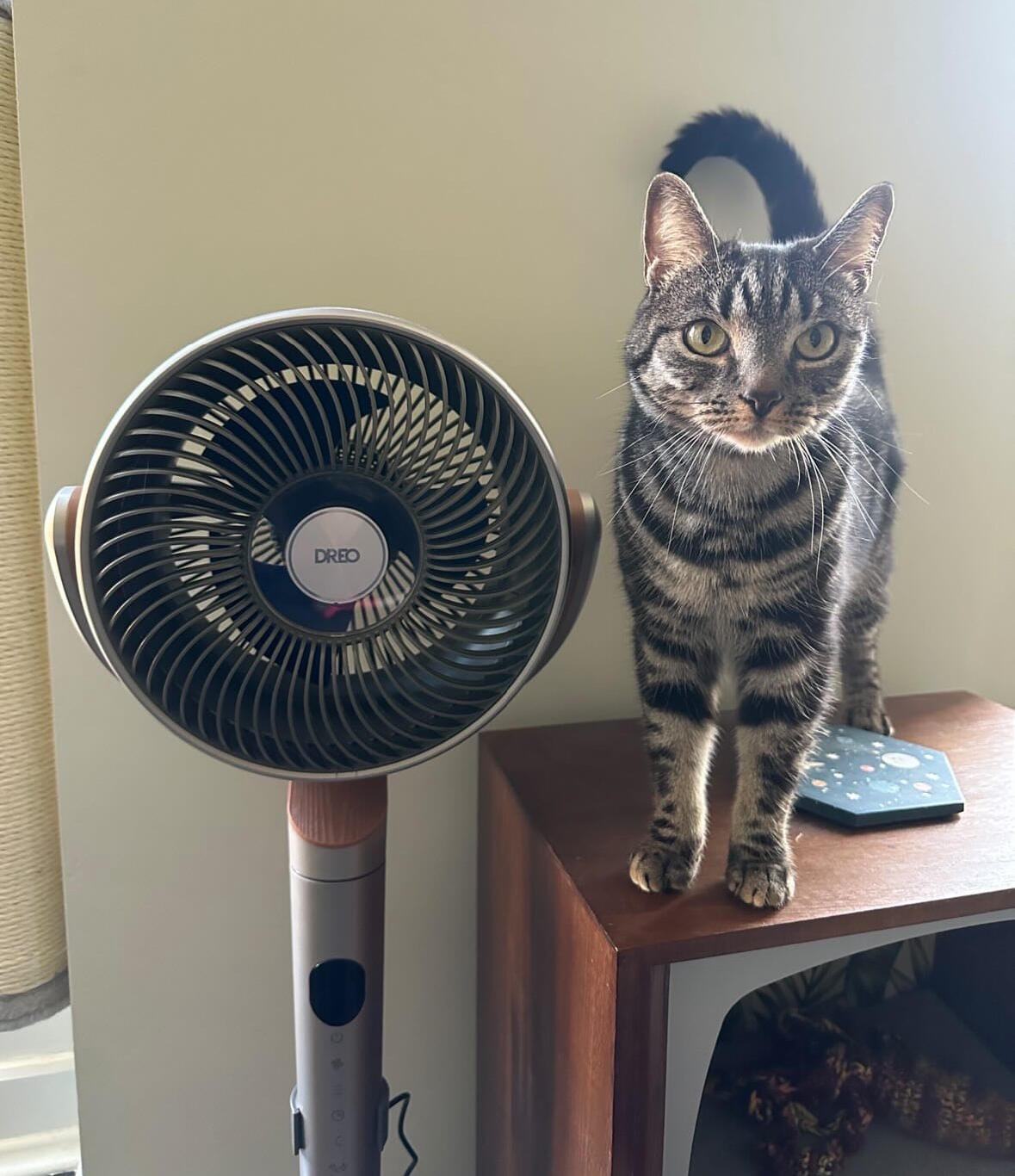 Customer photo review of Smart Air Circulator PolyFan 502S