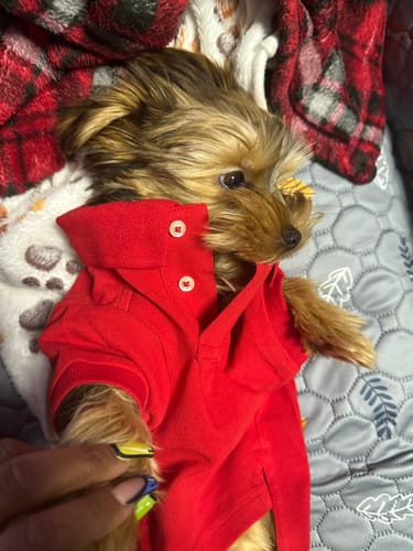 Customer photo review of Polo Ralph Lauren Cotton-Mesh Dog Polo Shirt