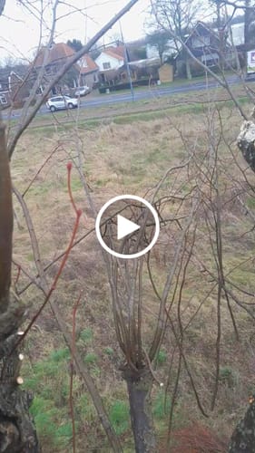 Customer video review of 18V Nexxsaw Cordless One-Hand Chainsaw 6'' 154 mm