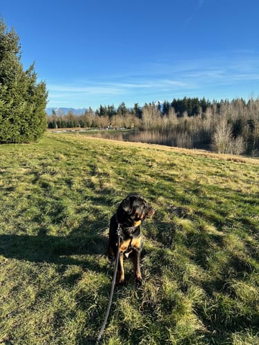 Customer photo review of 2" Luxe Martingale Dog Collar - Gold Noir