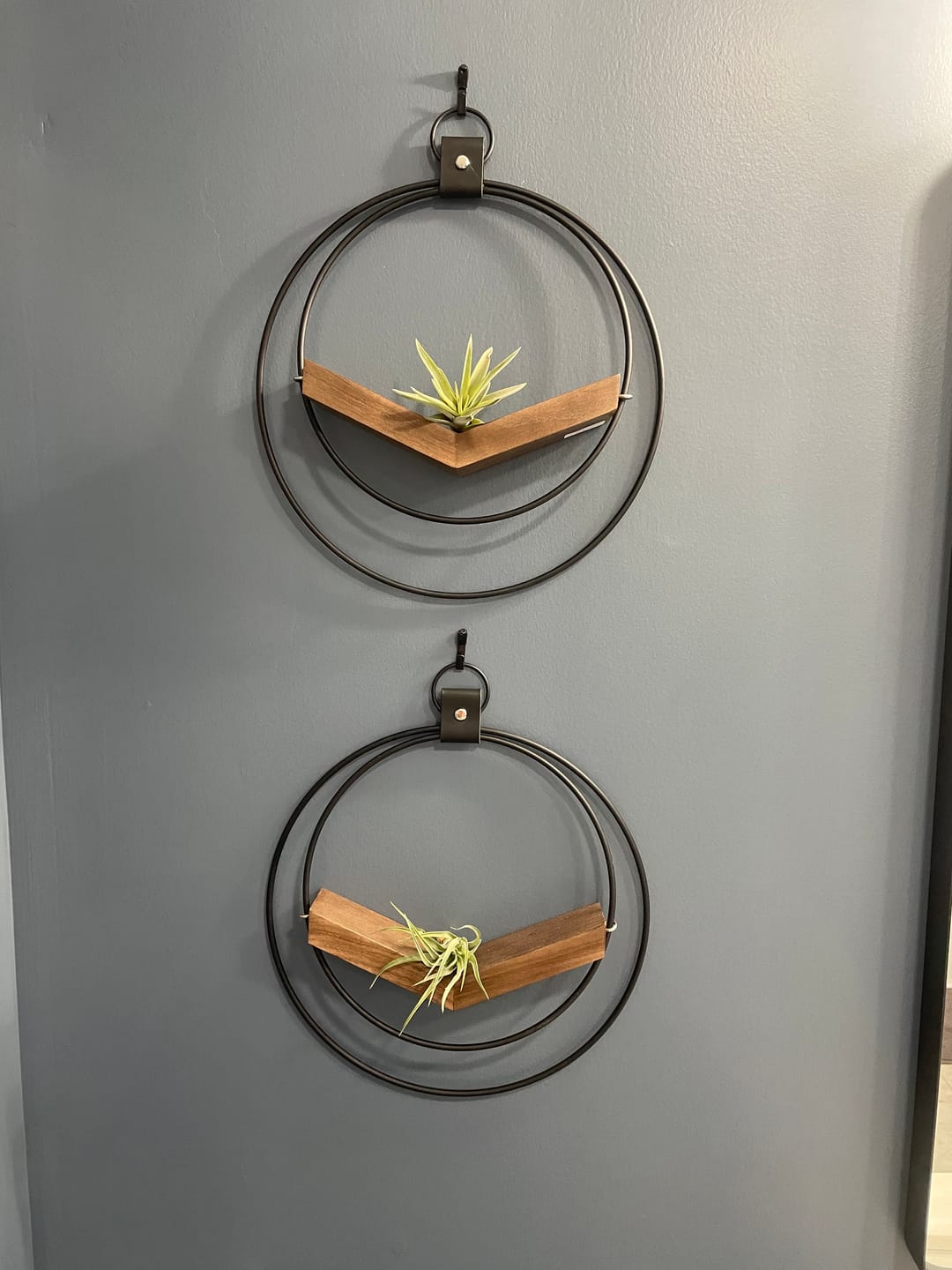 Customer photo review of Air Plant V-Hanger Duo