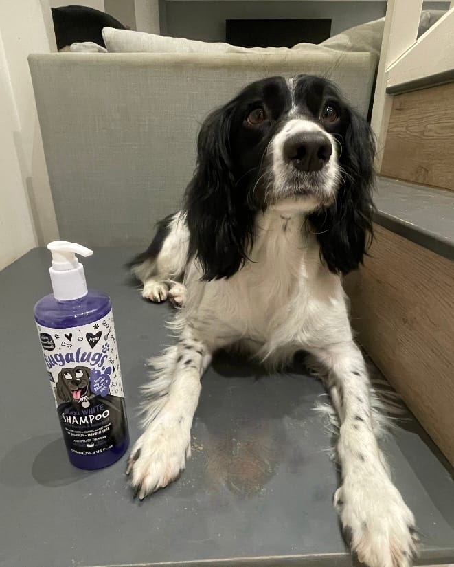 Customer photo review of Maxi White Whitening Dog Shampoo with Pineapple & Passionfruit