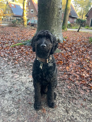 Customer photo review of 4cm Tweed Combat® Collar | Handle & Secure Clip - Classic Tan
