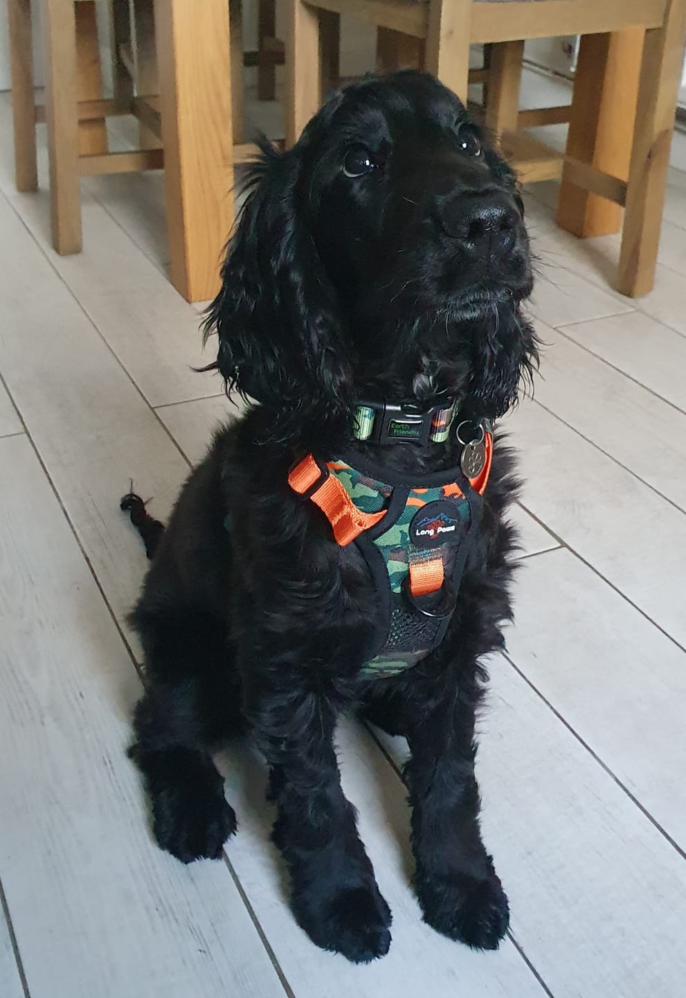 Customer photo review of Earth Friendly - Trig Point Harness