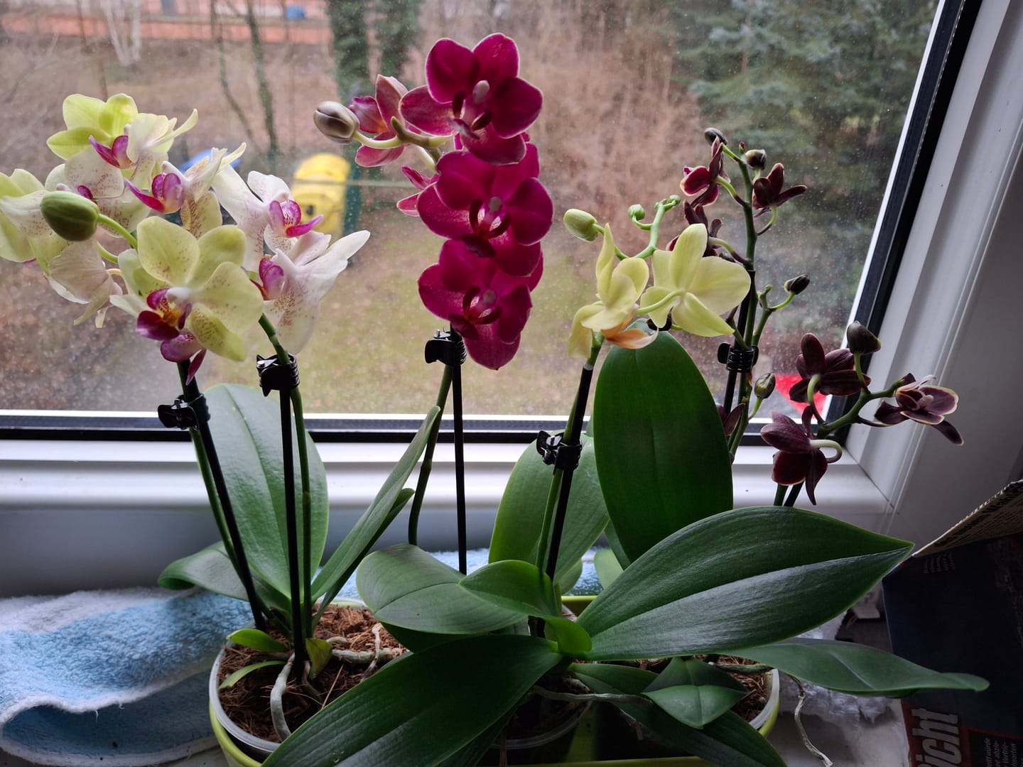 Customer photo review of Table Dance Farbmix im 3er Set mit 2 Rispen