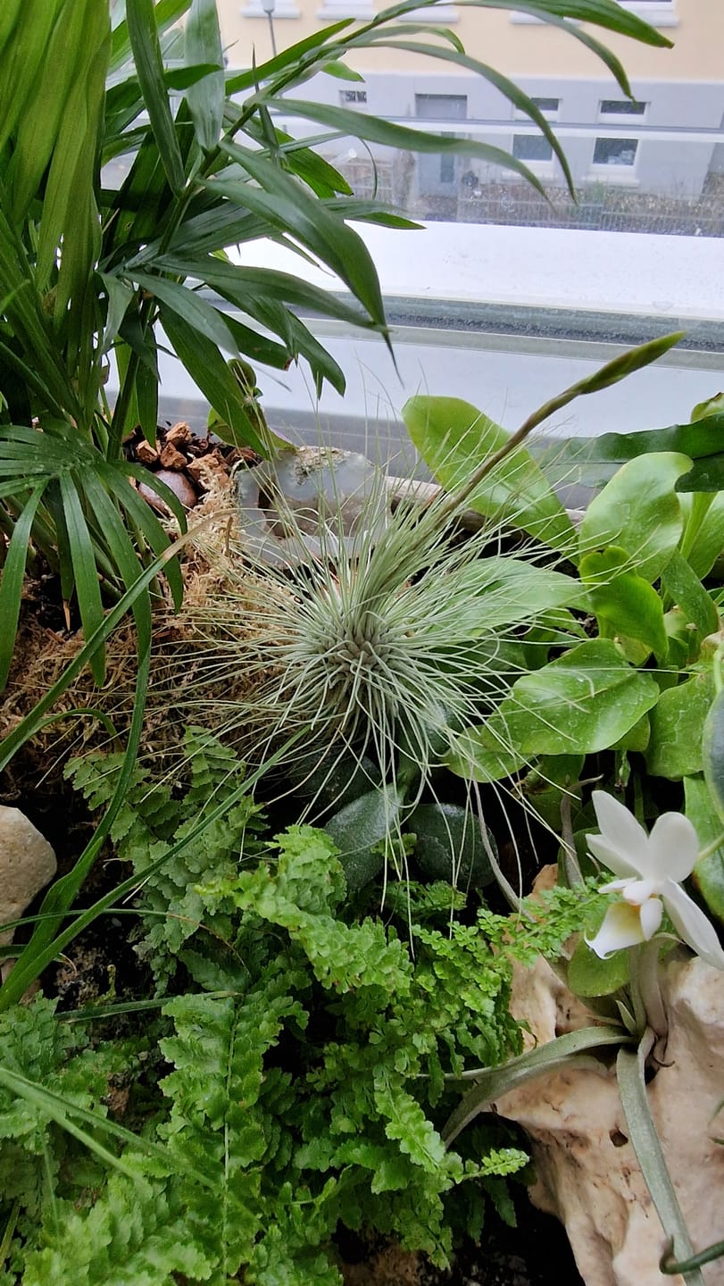 Customer photo review of Tillandsia argentea