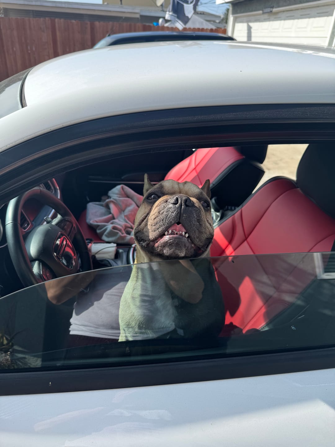 Customer photo review of 2015+ Dodge Charger Custom Sport Seat Covers