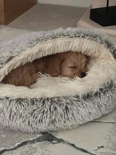 Customer photo review of Burrow Buddy™ - Pet Bed