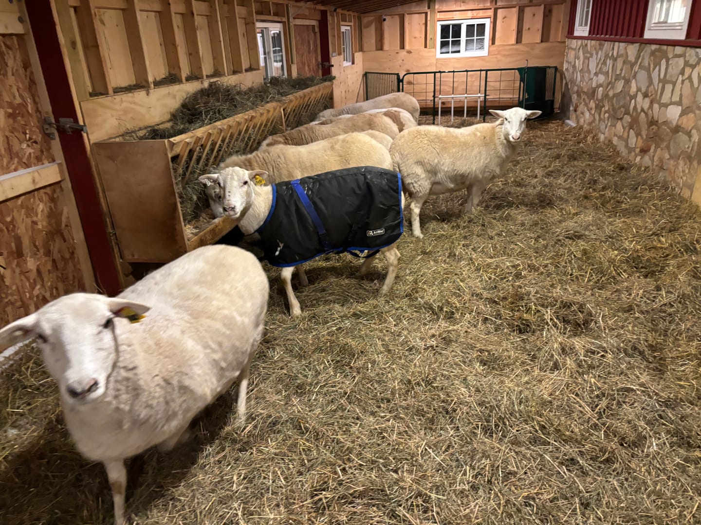 Customer photo review of Sheep Coat | Waterproof