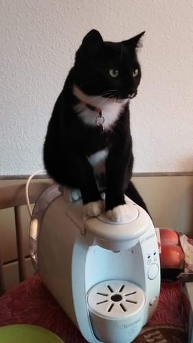 Avis photo d'un client sur Croquettes Chat Stérilisé Sans Céréales - Saumon