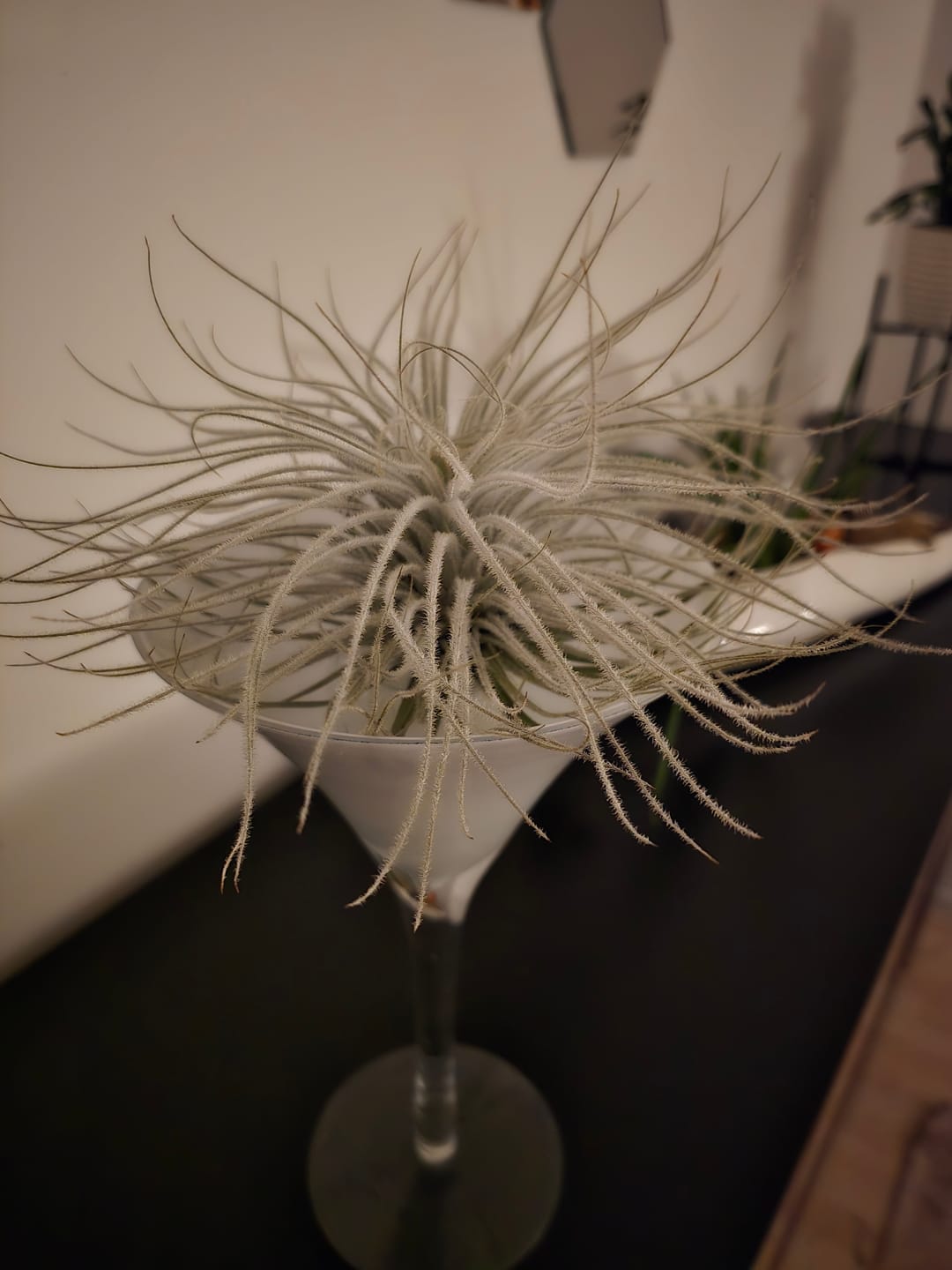 Customer photo review of Tillandsia tectorum "snow" - XXL