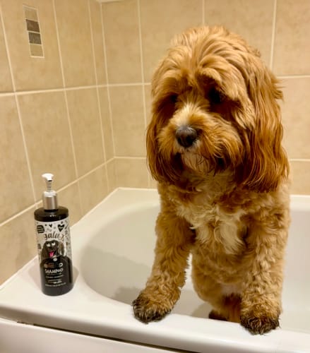 Customer photo review of Best in Breed Dog Shampoo