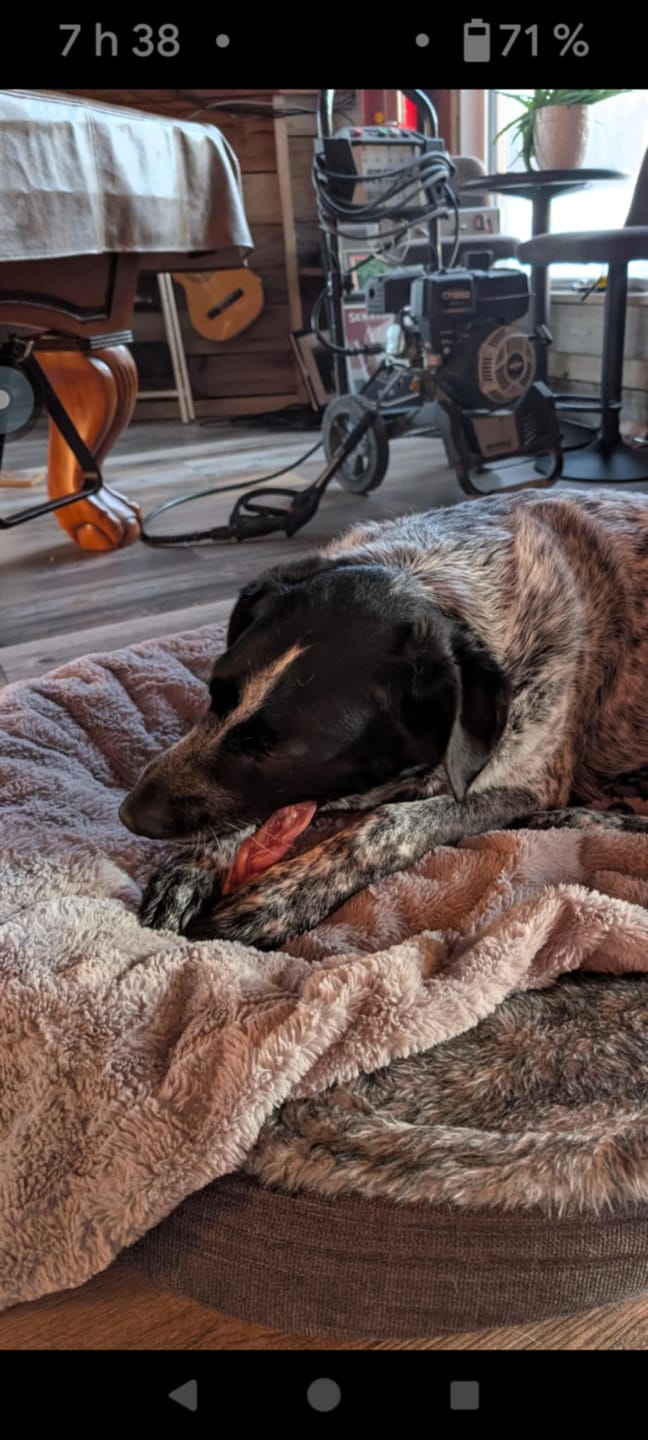 Customer photo review of 6 Inch Monster Braided Bully Stick