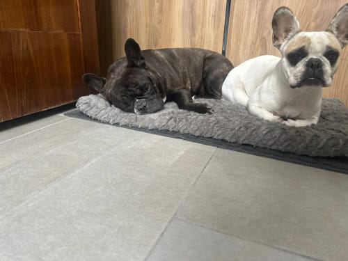 Customer photo review of Memory Foam Pet Bed With Removable Washable Faux Fur Cover Orthopedic Waterproof Dog Bed For Crate Anti-Slip Bottom Dog Bed