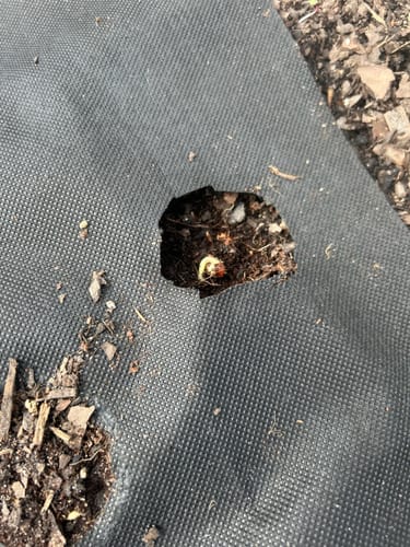 Customer photo review of Garden Gift