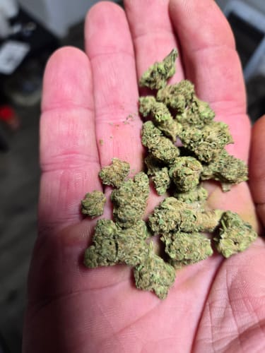 Customer photo review of Indoor Smalls