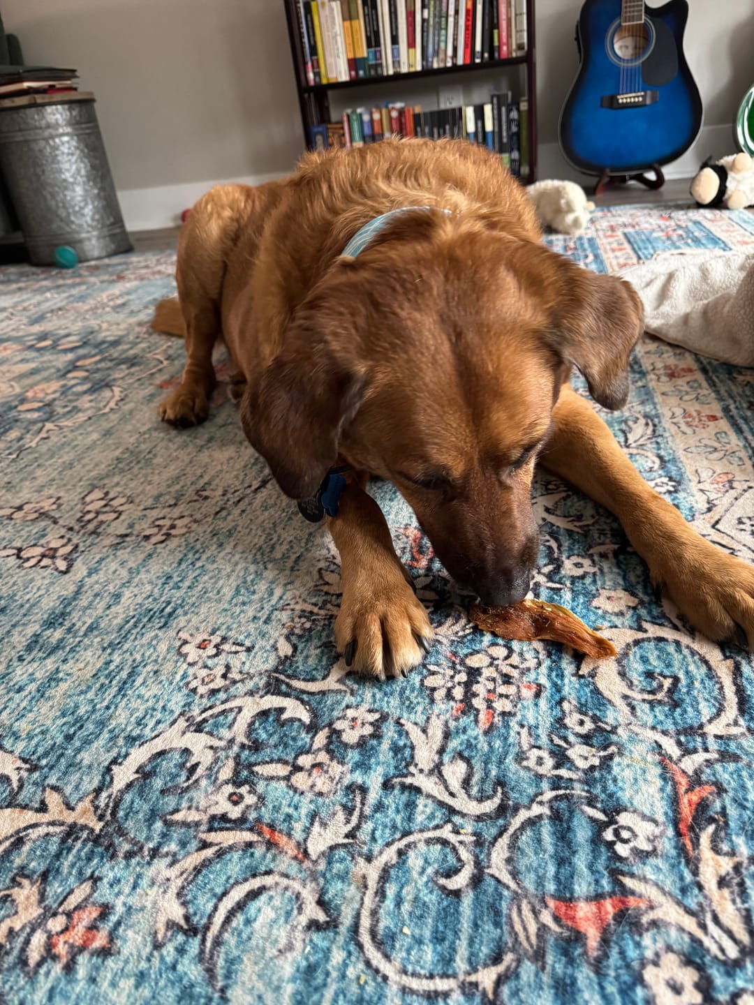 Customer photo review of Chewy Ostrich Gizzard Strips: The Protein & Omega-3 Rich, Natural Dog Chew Treat