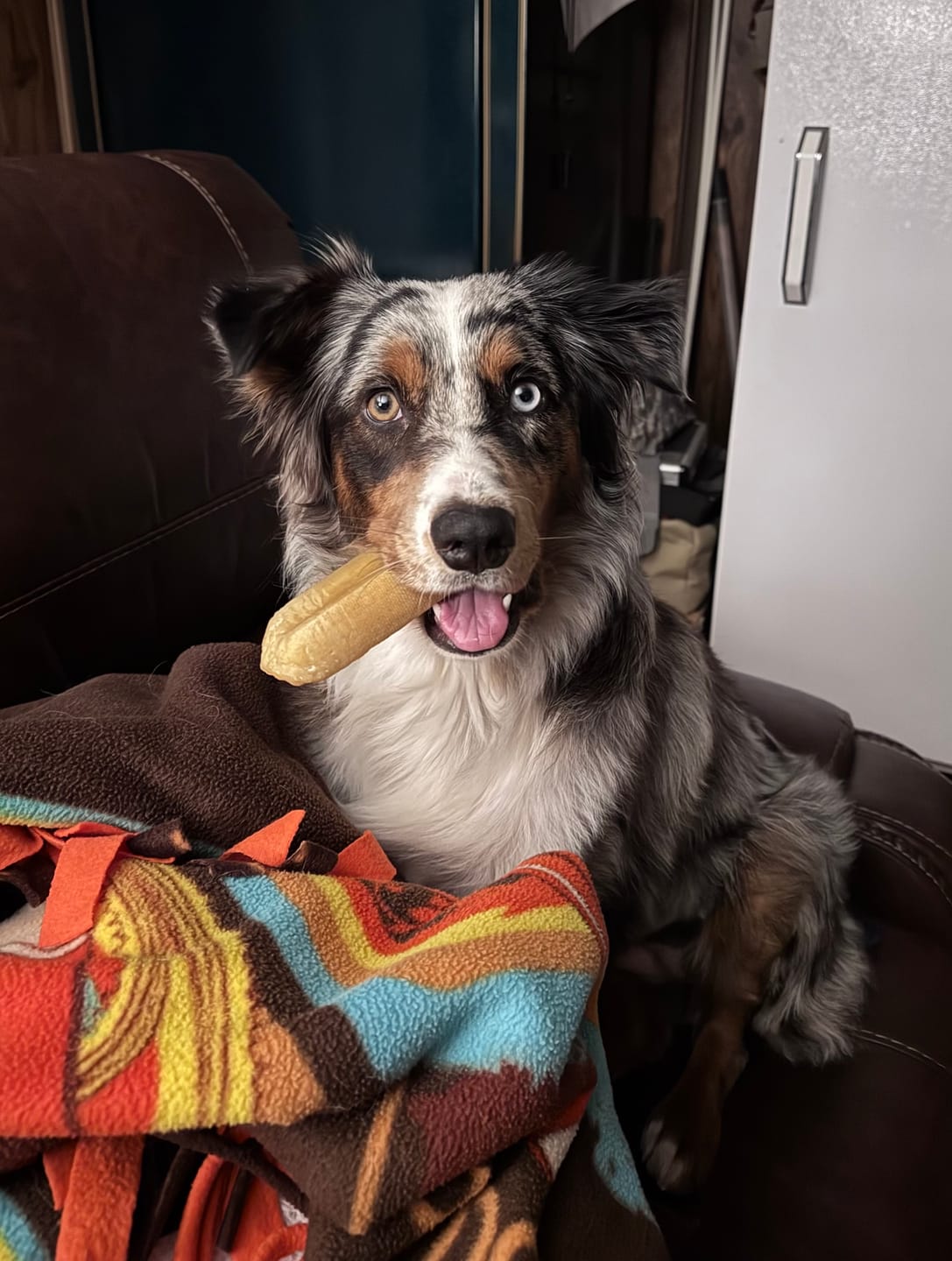 Customer photo review of Himalayan Yak Chew (EXTRA LARGE)