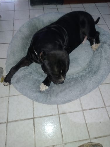 Customer photo review of Cama Antiestrés para Perros