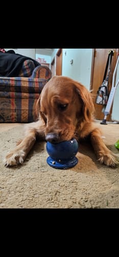 Customer photo review of Freezball - Durable Fillable Dog Chew Bone