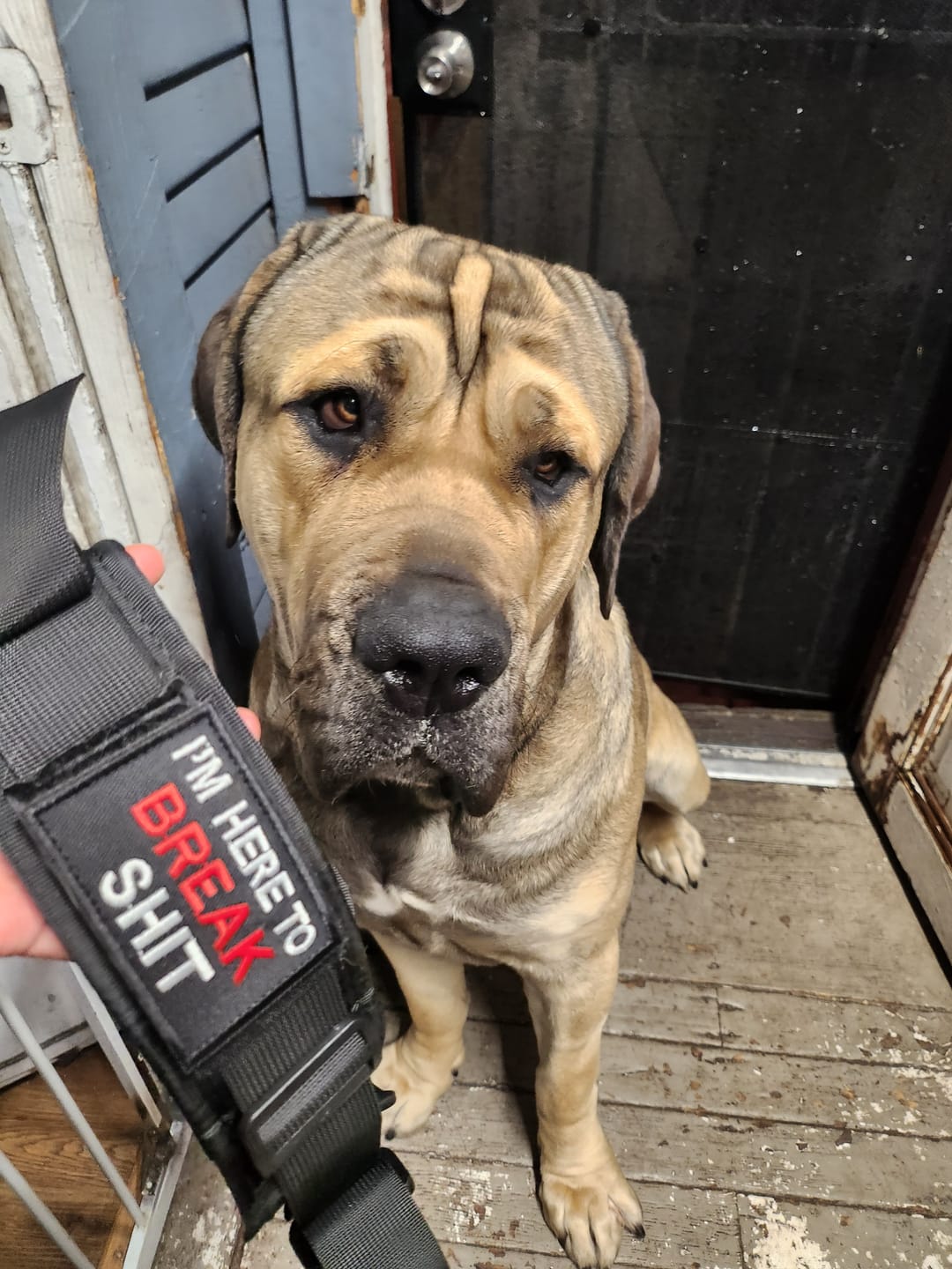 Customer photo review of 2.5" ProGuard Tactical Collar