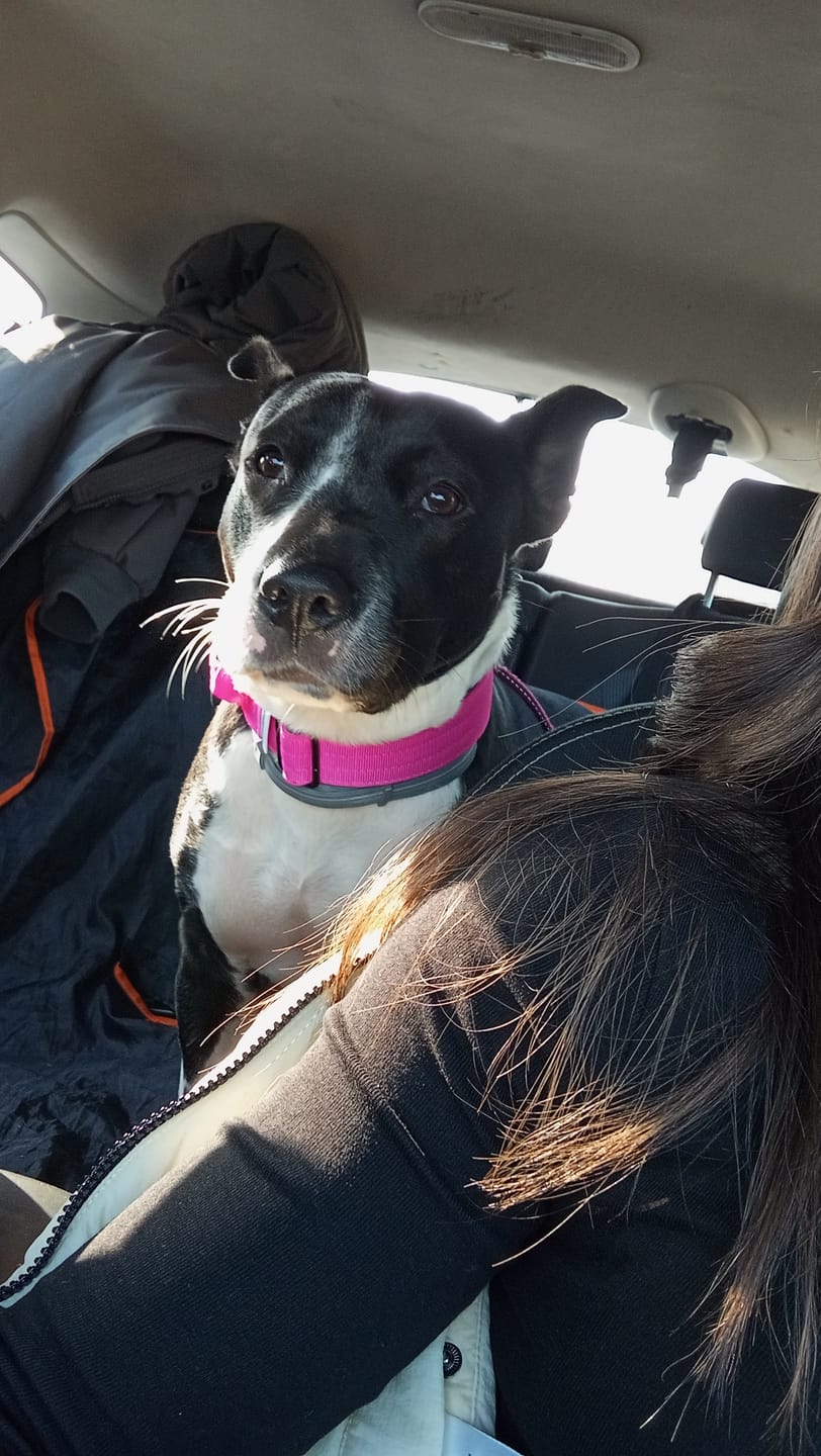 Customer photo review of 4cm Combat® Collar | With Handle & Rated Clip - Magenta