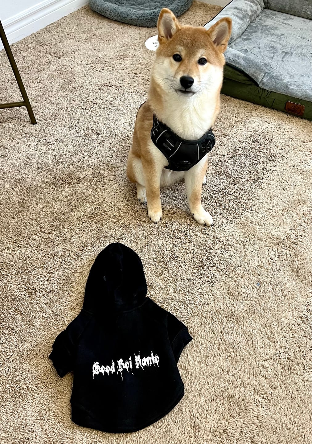 Customer photo review of Personalised Dog Hoodie Black Metal Font