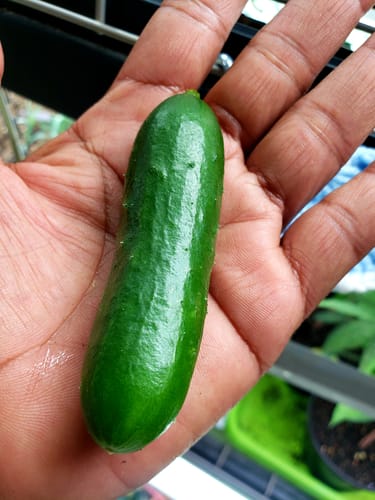 Customer photo review of Quick Snack Cucumber Seeds