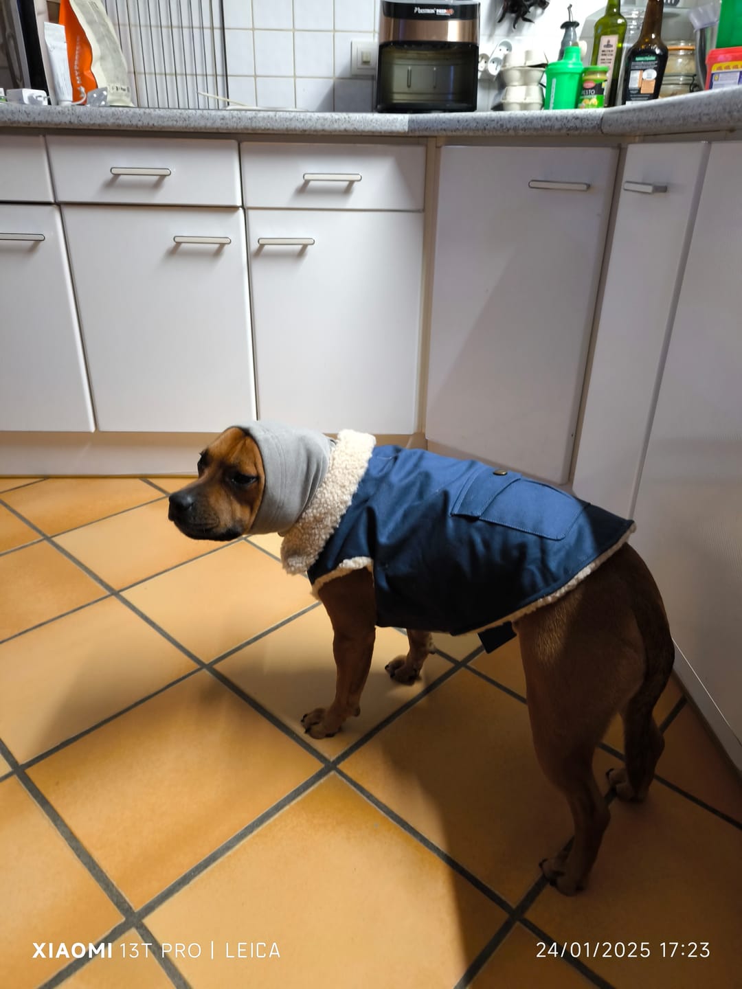 Customer photo review of Workdog Insulated Utility Jacket - Navy