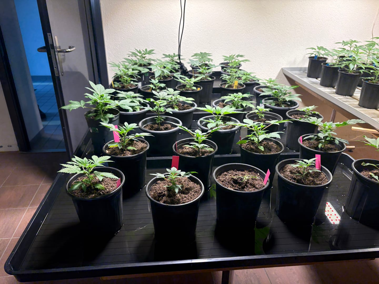 Customer photo review of Garland Garden Tray