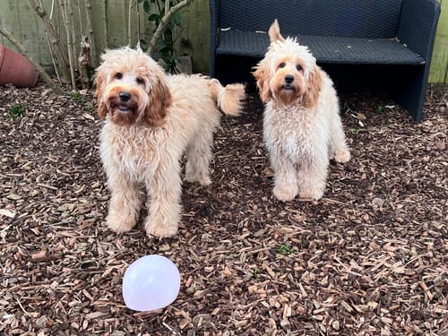 Customer photo review of 2 in 1 Detangler & Leave in Conditioner with Raspberry & Lemon for Dogs