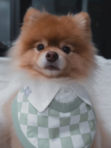 Customer photo review of florence by mills Woven Dog Bib (Boys')