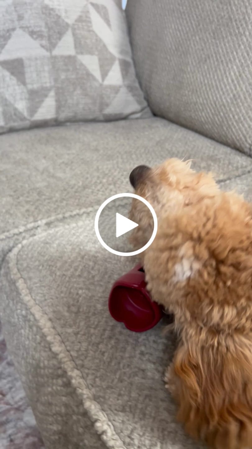Customer video review of Bully Stick Safety Holder