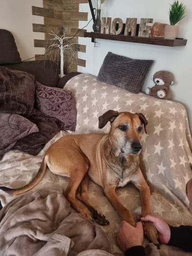 Customer photo review of Lucky Belly