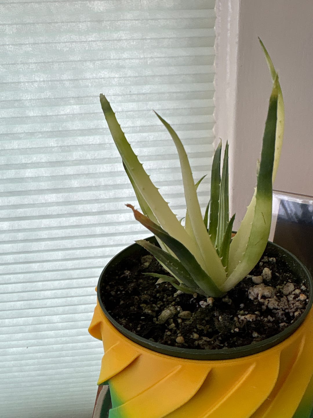 Customer photo review of Aloe ‘Solar Flare’