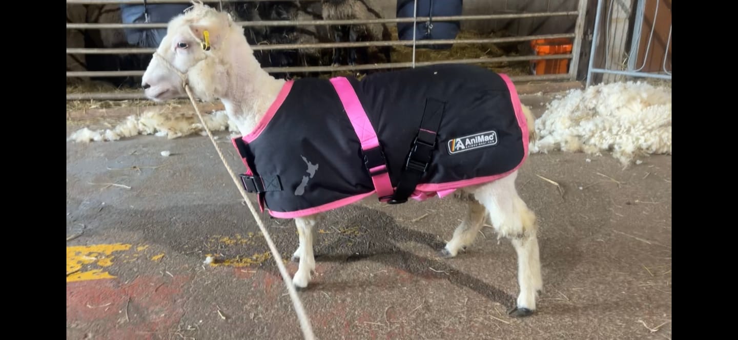 Customer photo review of Sheep Coat | Waterproof