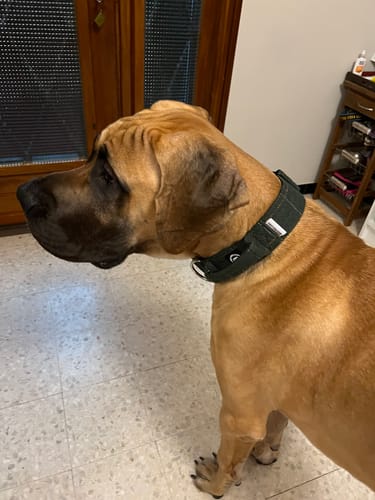 Enora P. review of 5cm Tweed Combat® Collar | With Handle & Secure Clip - Forest Green image 1 out of 1