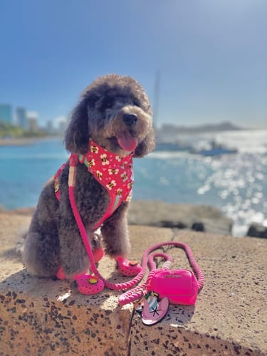 Customer photo review of WagWellies® Mojave