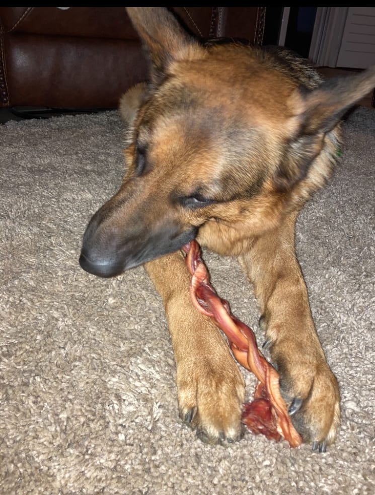 Customer photo review of 12 Inch Jumbo Braided Bully Stick